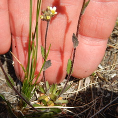 Draba borealis