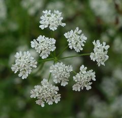 Torilis arvensis