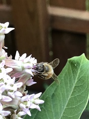 Apis mellifera
