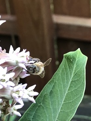 Apis mellifera
