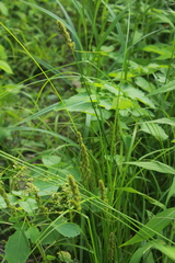 Carex annectens