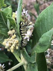 Danaus plexippus