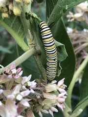 Danaus plexippus