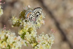 Euphilotes bernardino