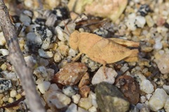 Lactista gibbosus