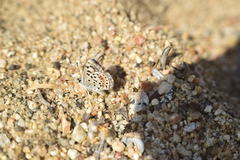 Euphilotes bernardino