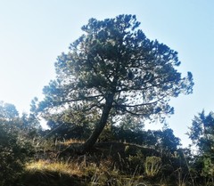 Pinus teocote
