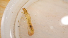 Polycentropus