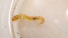 Polycentropus