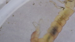 Polycentropus
