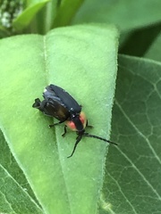 Lucidota atra