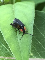 Lucidota atra