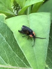 Lucidota atra