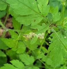 Phytomyza spondylii group