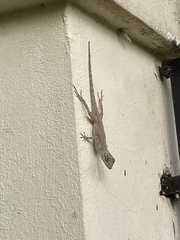 Anolis dominicensis