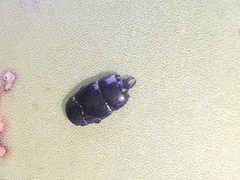 Hololepta