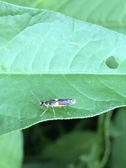 Trypherus
