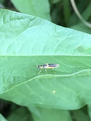 Trypherus