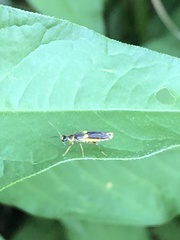 Trypherus