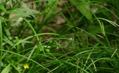 Carex prasina
