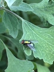 Lucilia sericata