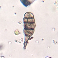 Alternaria