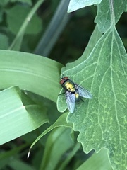 Lucilia sericata