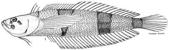 Saddle Stargazer