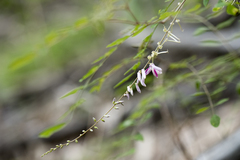 Indigofera venulosa