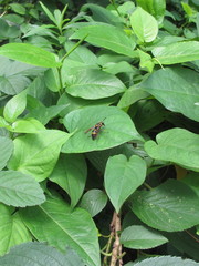 Anterhynchium flavomarginatum