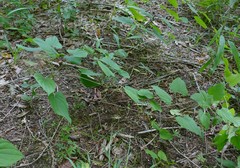 Dioscorea quaternata