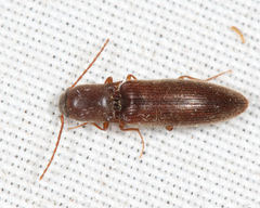 Agriotes oblongicollis