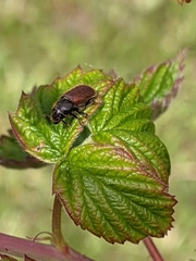 Dendroctonus rufipennis