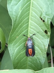 Eichlinia cucurbitae