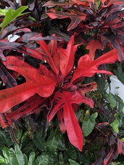 Codiaeum