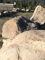 Callospermophilus lateralis