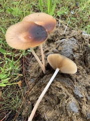 Bolbitius coprophilus