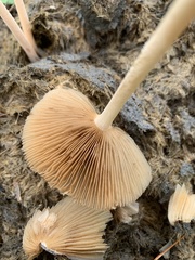 Bolbitius coprophilus