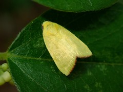 Earias luteolaria