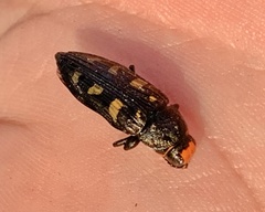 Buprestis laeviventris