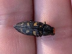 Buprestis laeviventris