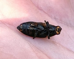 Buprestis laeviventris