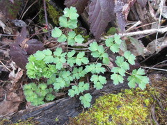 Thalictrum fendleri polycarpum