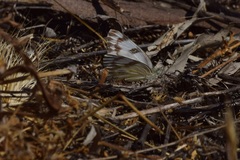 Pontia protodice