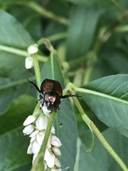 Popillia japonica