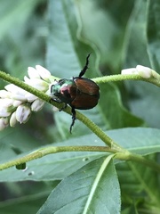 Popillia japonica