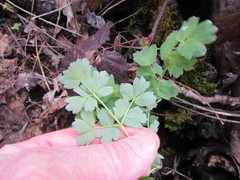 Thalictrum fendleri polycarpum