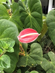 Anthurium