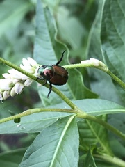 Popillia japonica