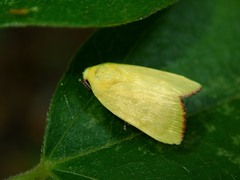 Earias luteolaria